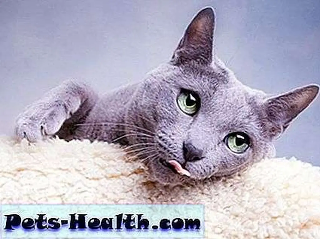 Catnip? Pfffffft. Just say no. Cat sticks out tongue by Shutterstock