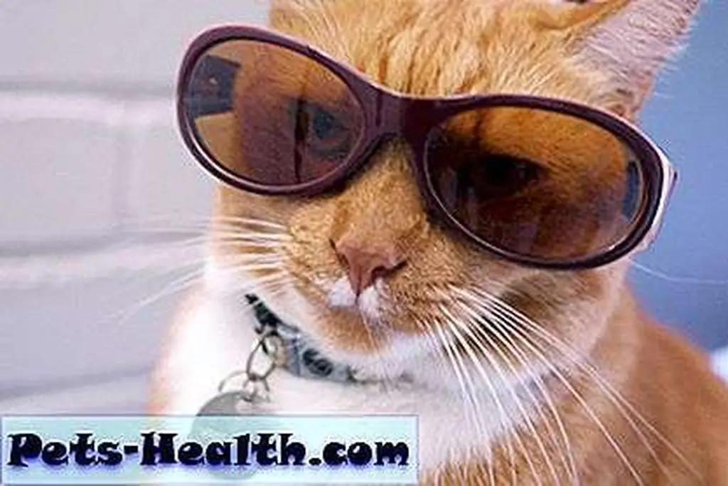Cat, is your name Kim Deal? Photo by:Salihan Cat, is your name Kim Deal? Photo by:Salihan