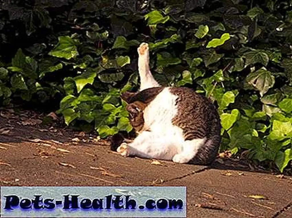 Cats can kiss their own butts. No wonder they are so self important. Photo by itchys Cats can kiss their own butts. No wonder they are so self important. Photo by itchys