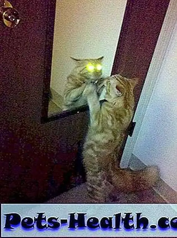 You can only see them sometimes, in photos, but trust me, all cats have this secret power. Photo by Cramit You can only see them sometimes, in photos, but trust me, all cats have this secret power. Photo by Cramit
