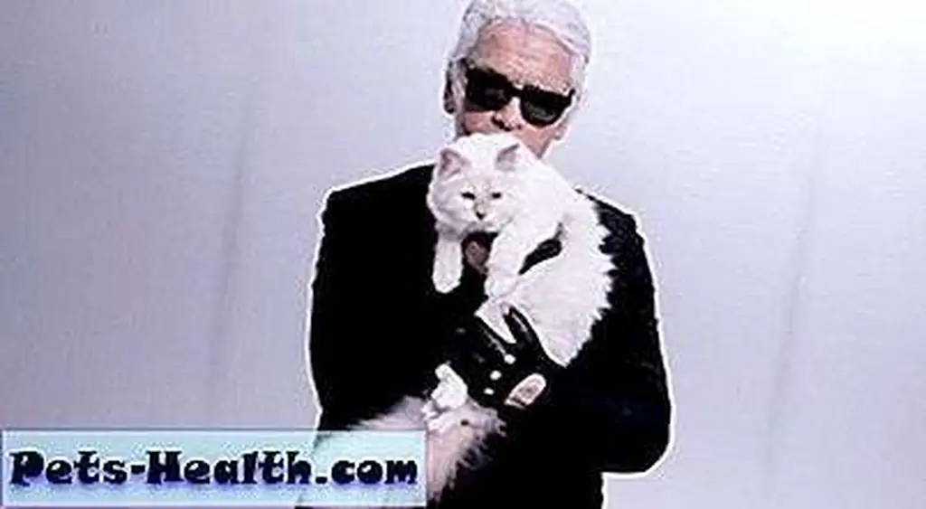 This is Precious Princess Choupette. She's famous for doing nothing. Her owner is famous too, but I can't remember why. This is Precious Princess Choupette. She's famous for doing nothing. Her owner is famous too, but I can't remember why.