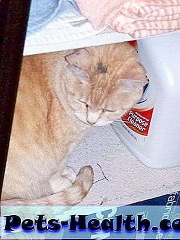 If you don't think I'm important you can just put me in the closet. Maybe I'll poop on your linens. If you don't think I'm important you can just put me in the closet. Maybe I'll poop on your linens.