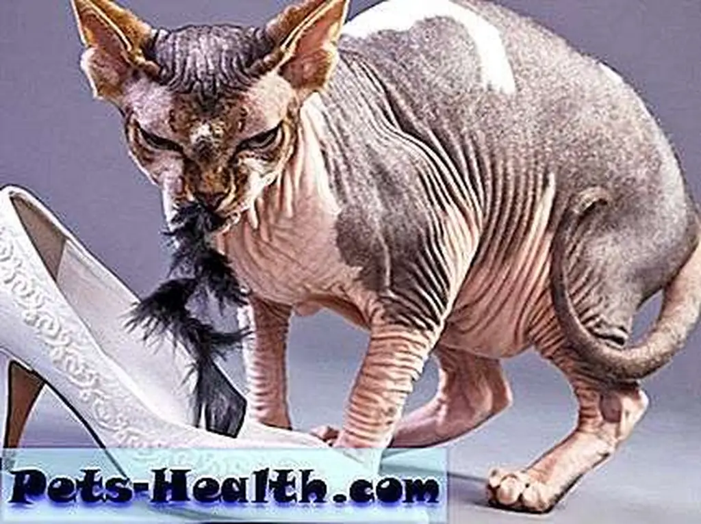 I can't help it if I have to produce hairballs occasionally. Sphynx cat with woman's shoe by Shutterstock I can't help it if I have to produce hairballs occasionally. Sphynx cat with woman's shoe by Shutterstock