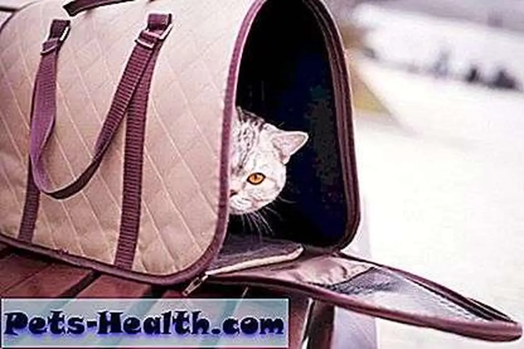 I urge you to reconsider the cage option in favor of this. I may not be responsible for my actions. Cat in pet carrier by Shutterstock I urge you to reconsider the cage option in favor of this. I may not be responsible for my actions. Cat in pet carrier by Shutterstock