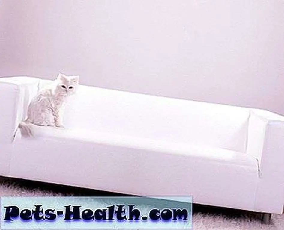 Cat on sofa by Shutterstock.com. Cat on sofa by Shutterstock.com.
