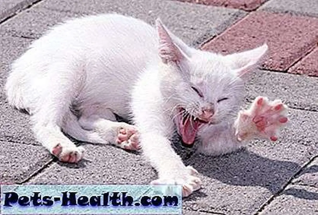 White kitten by Shutterstock.com. White kitten by Shutterstock.com.