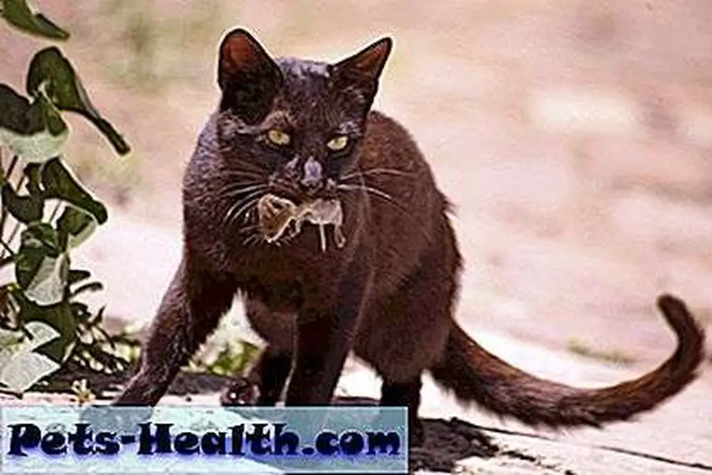 Cat with mouse by Shutterstock.com. Cat with mouse by Shutterstock.com.