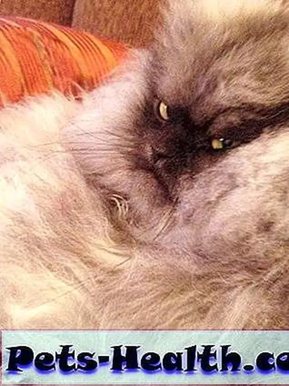 If looks could kill …
