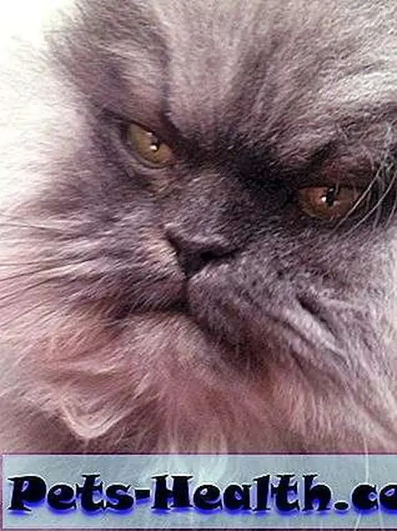 We don't think we've ever seen such an expressive feline face!