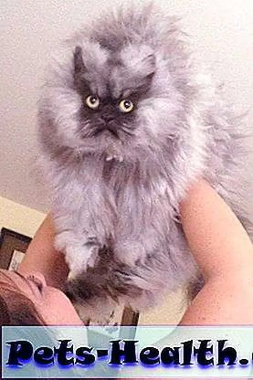 Colonel Meow is not amused.
