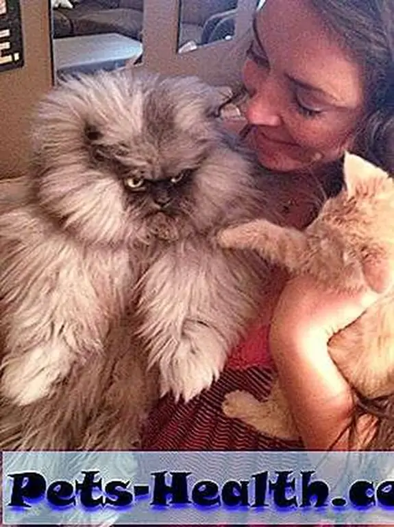 Colonel Meow does not approve!