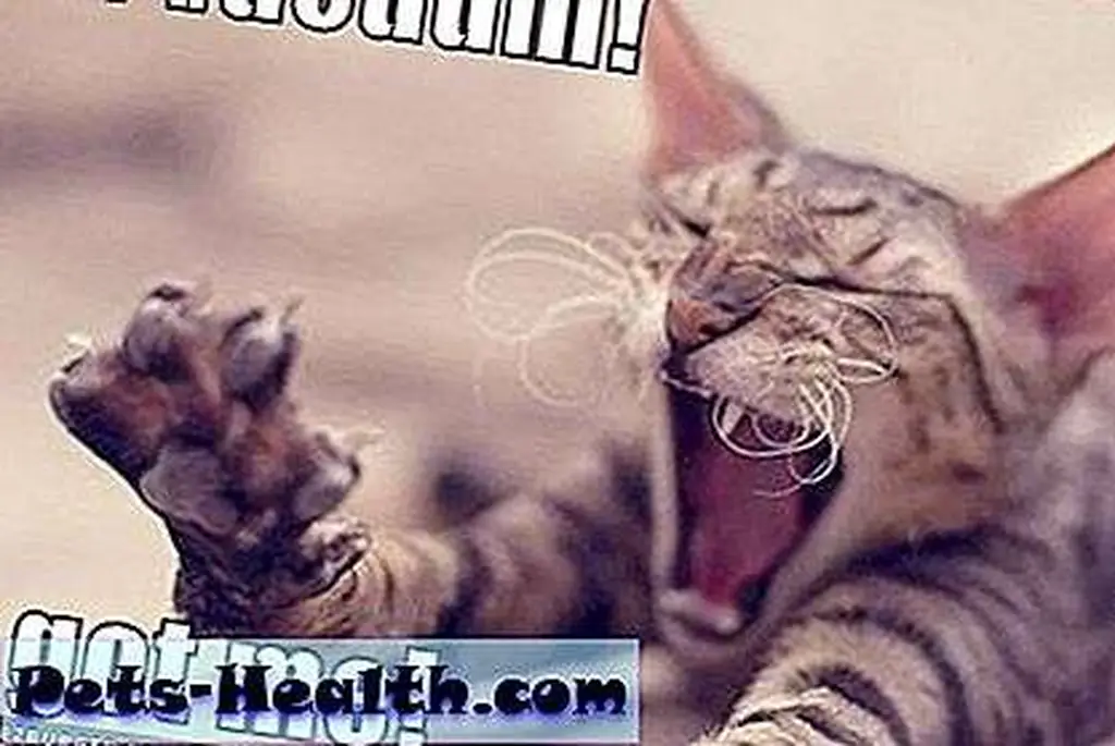 funny pictures of cats with captions funny pictures of cats with captions