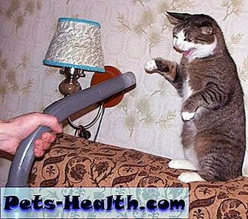 cat-vacuum-cleaner__01 cat-vacuum-cleaner__01