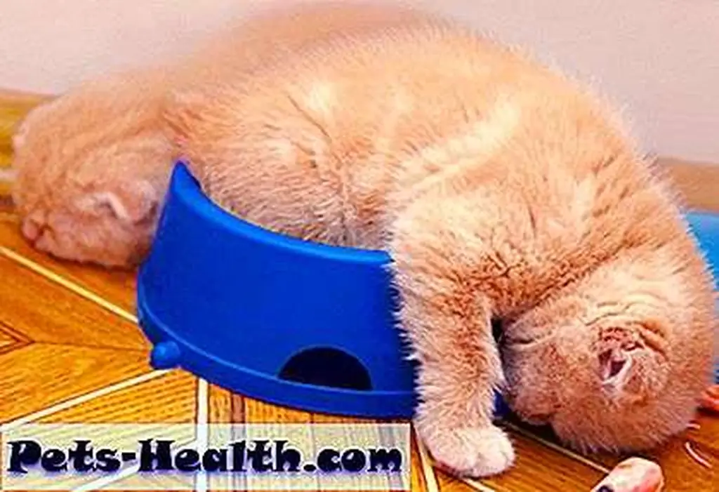 Partytime after mealtime. Kittens sleeping by Shutterstock. Partytime after mealtime. Kittens sleeping by Shutterstock.