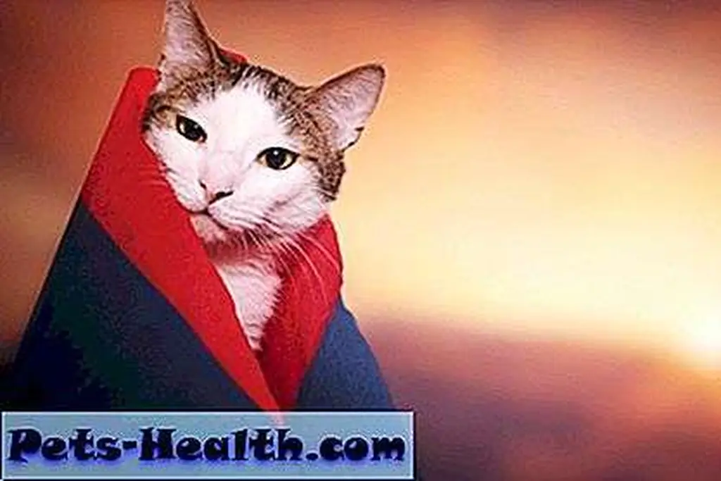 Spring break? Don't mind if I do. Funny cat by Shutterstock. Spring break? Don't mind if I do. Funny cat by Shutterstock.