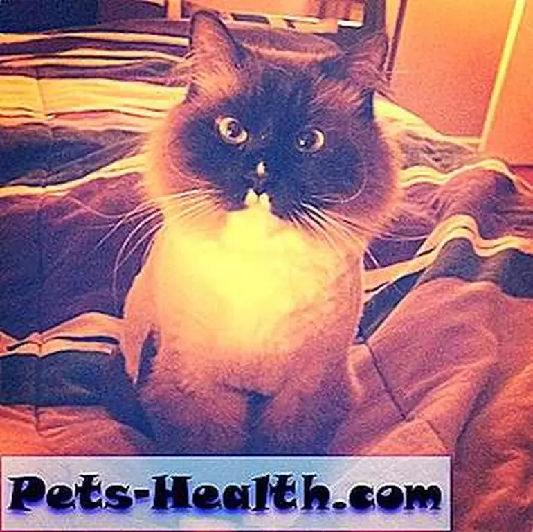Go ahead, get your fur all over the bed. Go ahead, get your fur all over the bed.