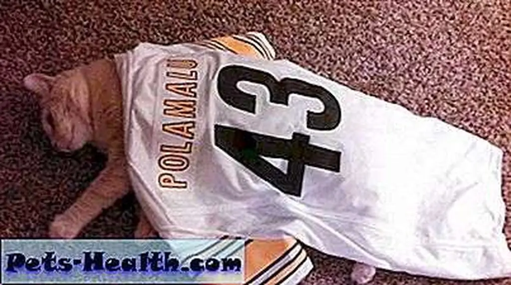 Tanner was very disappointed after the Steelers v. Browns game. (Photo by Brielle Pritchard)