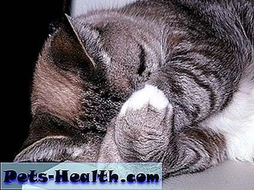 Look at the shame this sport has brought this cat. Pieces cat expressing by joanna8555