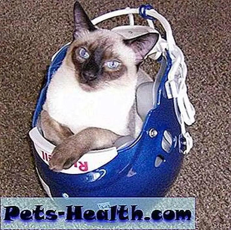 Unfortunately, cats can't fit in the equipment. Malachi in helmet by ArashiAndAme