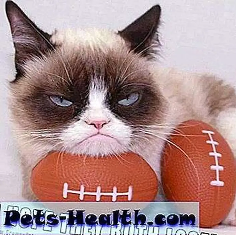 Grumpy Cat is just thrilled about football, isn't she?
