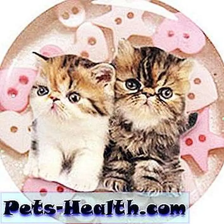 Smoosh-face kitties on a ring from Maria Ewing's Good Cat Bad Cat collection for Locketship. Smoosh-face kitties on a ring from Maria Ewing's Good Cat Bad Cat collection for Locketship.