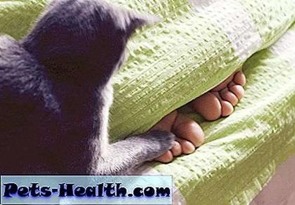 Feet under blanket by Shutterstock.com. Feet under blanket by Shutterstock.com.