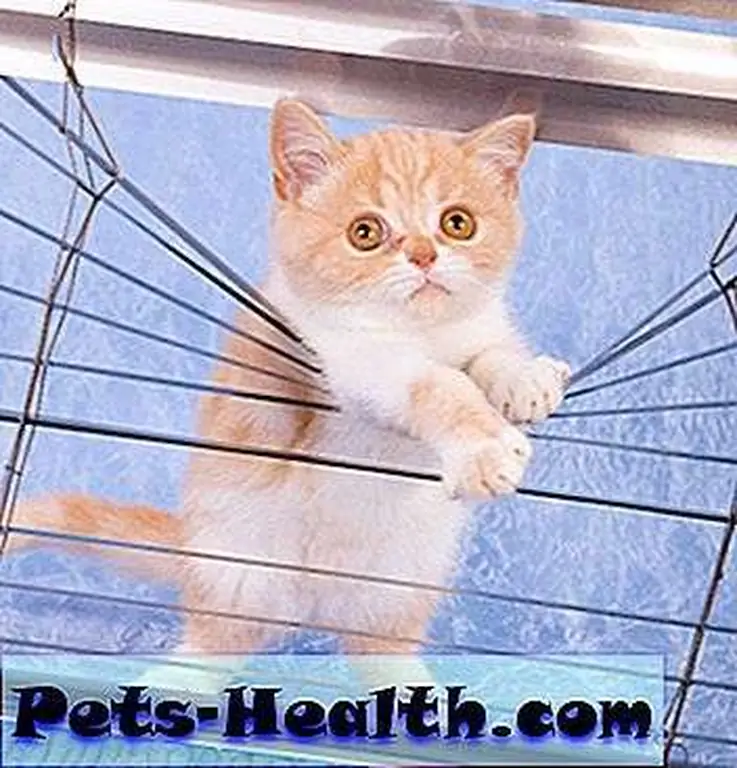 Naughty kitten by Shutterstock.com. Naughty kitten by Shutterstock.com.