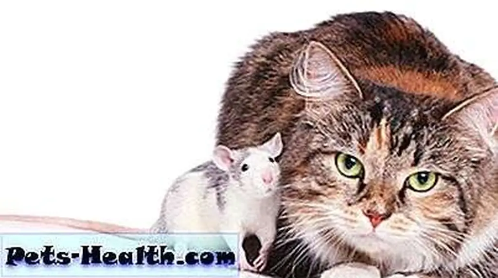 Cat and rat by Shutterstock.com. Cat and rat by Shutterstock.com.