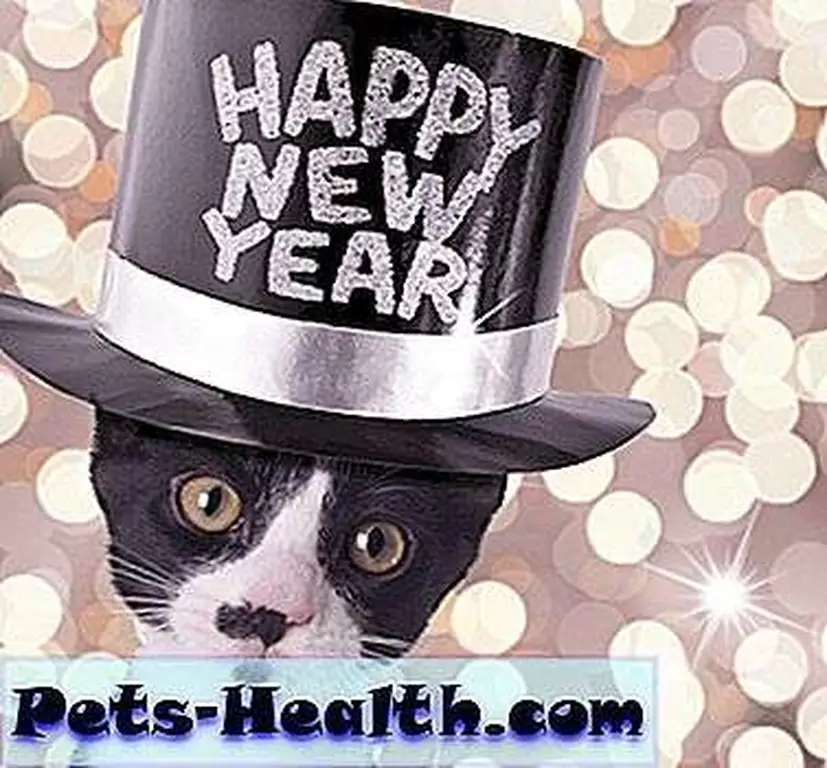 New Year's cat by Shutterstock.com. New Year's cat by Shutterstock.com.