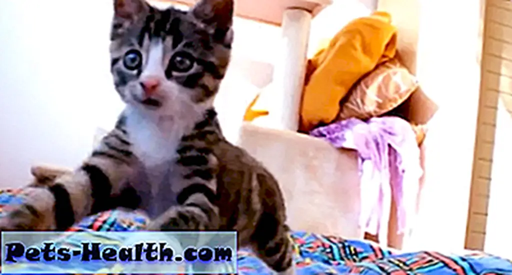 Nice photobomb, BoBo. Nice photobomb, BoBo.