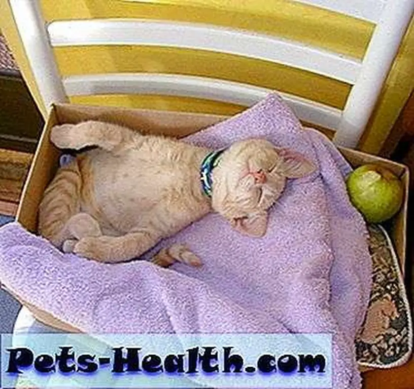 Twisted kitten!