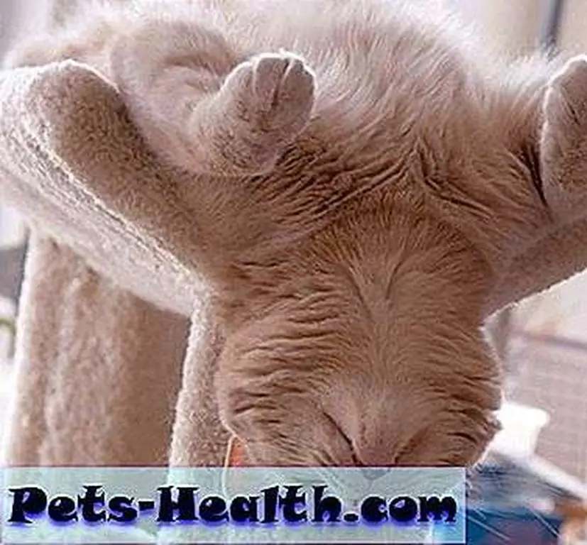 Upsidedown Snooze