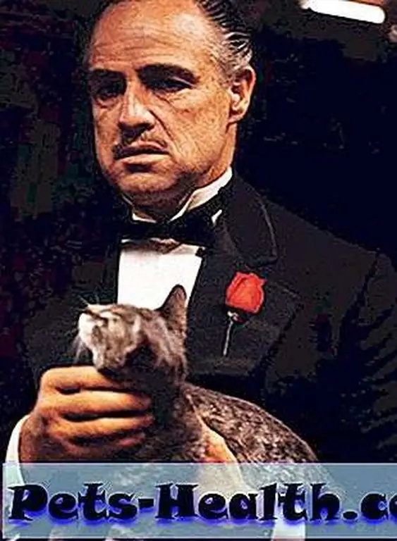 Don Corleone and happy tabby Don Corleone and happy tabby