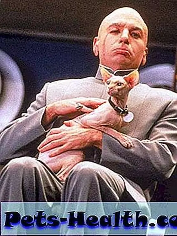 Evil and Bigglesworth Evil and Bigglesworth