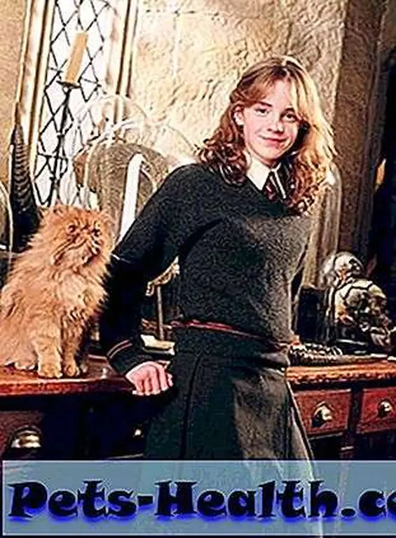 Hermione and Crookshank Hermione and Crookshank