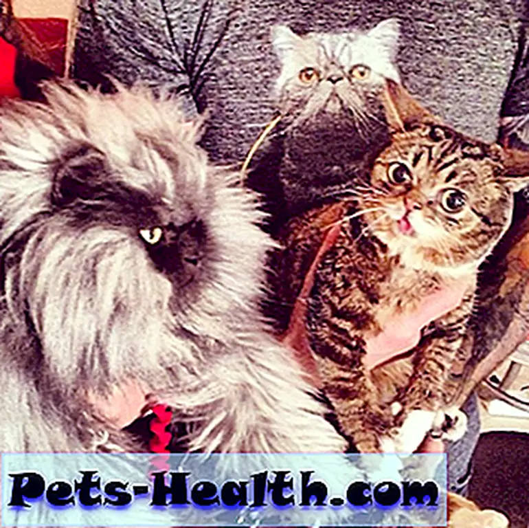 Bub looks displeased. Bub looks displeased.