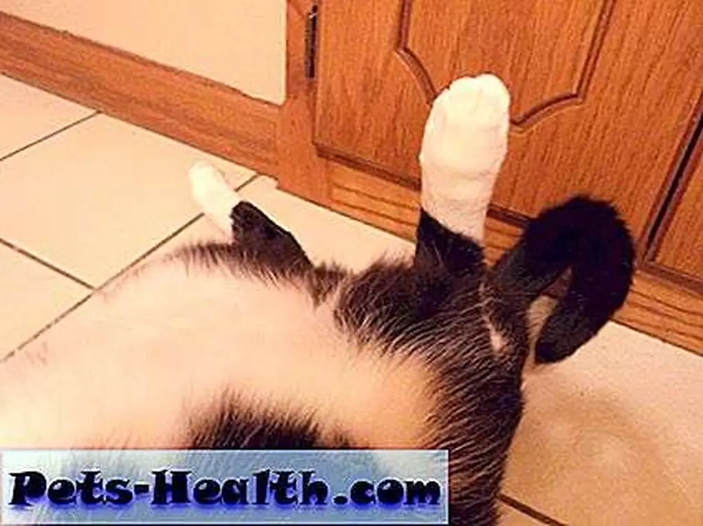 Mittens: Mittens: