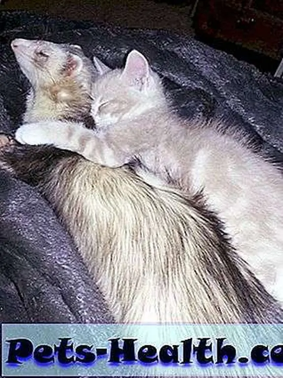 So much cuuute. So much cuuute.