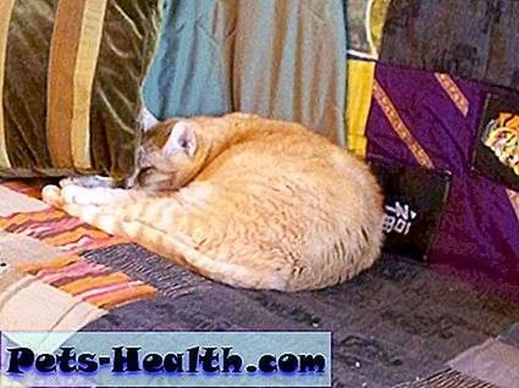 To do a perfect Teardrop Pose, arch your back and extend your forepaws and hind legs until they touch. To do a perfect Teardrop Pose, arch your back and extend your forepaws and hind legs until they touch.