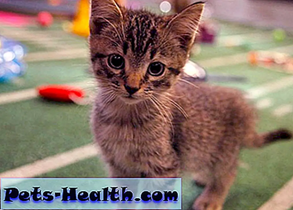 YAY IT'S THE KITTY HALFTIME SHOW! YAY IT'S THE KITTY HALFTIME SHOW!