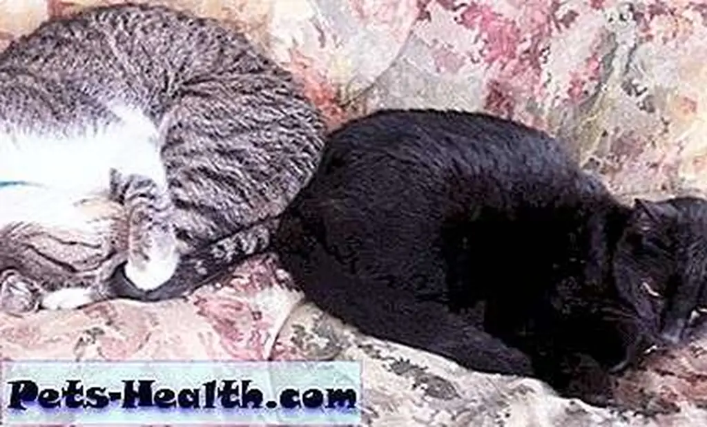What's this? Deniable snuggling? And both of them actually seem HAPPY about it! Photo by JaneA Kelley What's this? Deniable snuggling? And both of them actually seem HAPPY about it! Photo by JaneA Kelley