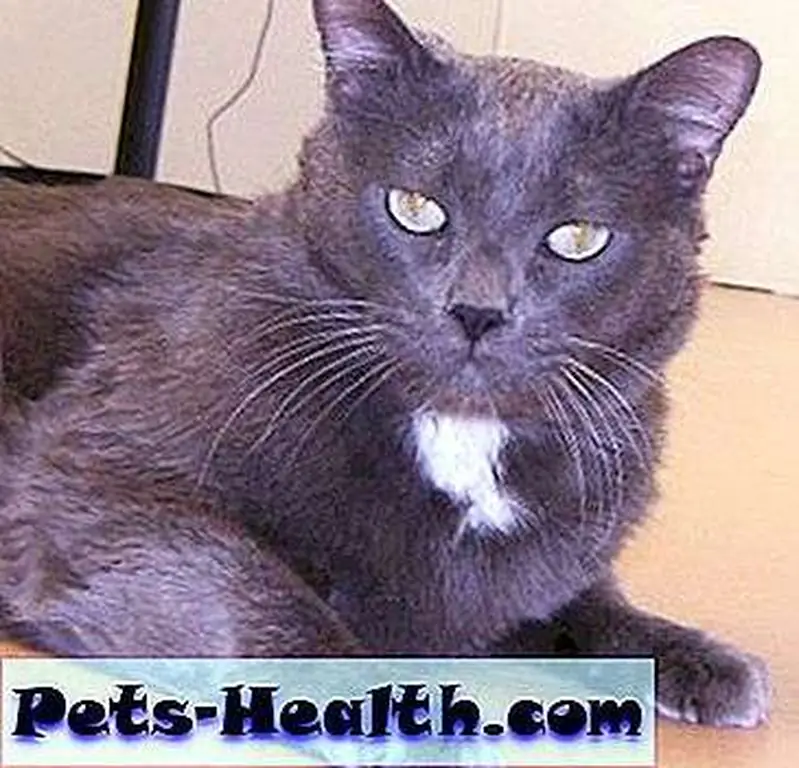 Harley is retiring from his job at Animal Humane in Albuquerque, N. M. He is now looking for a forever home. Harley is retiring from his job at Animal Humane in Albuquerque, N. M. He is now looking for a forever home.