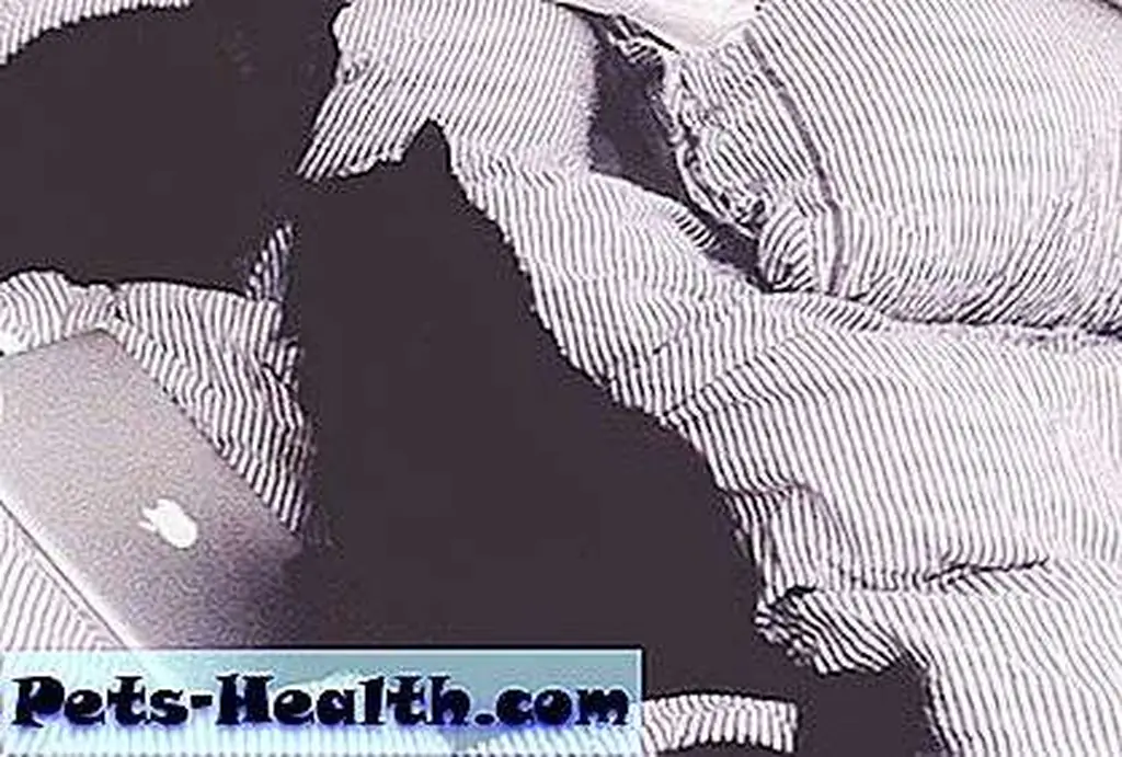 Chupa and Zoe wait patiently for Kit-Coin to go live