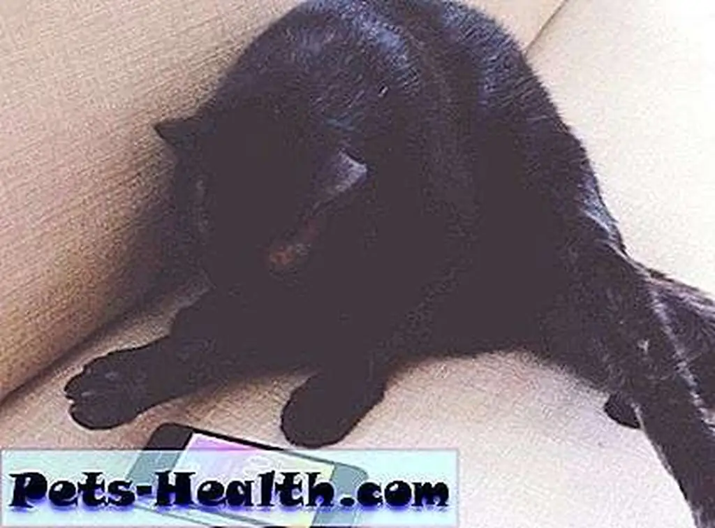 Zoe lives in a Kit-Coin world