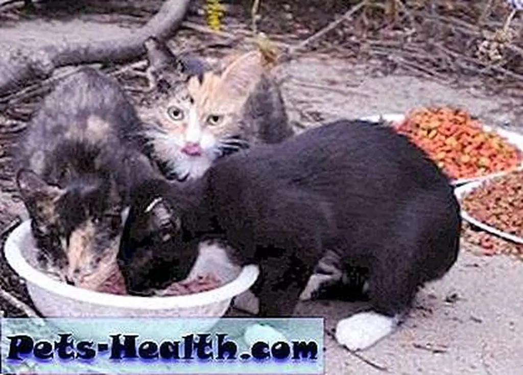 The kittens in the The kittens in the