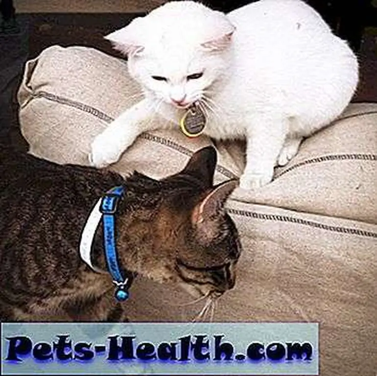 Image Image