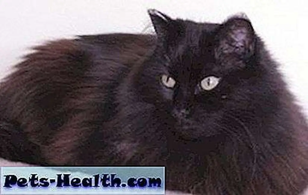 Princess Sophie is living large at the MEOW Foundation shelter in Calgary, Alberta. Photo courtesy of the MEOW Foundation Princess Sophie is living large at the MEOW Foundation shelter in Calgary, Alberta. Photo courtesy of the MEOW Foundation