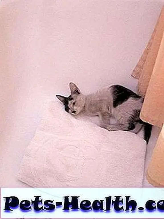 Sam housed the kitten in the tub until he could get her to a vet. You see she needed it badly. Sam housed the kitten in the tub until he could get her to a vet. You see she needed it badly.