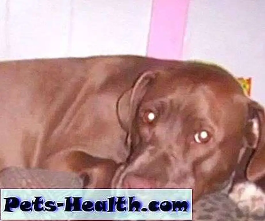 An image of Miracle, who was killed in a SWAT raid on a next-door neighbor. An image of Miracle, who was killed in a SWAT raid on a next-door neighbor.