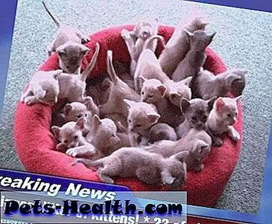 biggest litter of kittens biggest litter of kittens